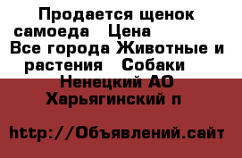 Продается щенок самоеда › Цена ­ 15 000 - Все города Животные и растения » Собаки   . Ненецкий АО,Харьягинский п.
